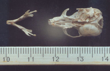 Selevinia cranium ventral